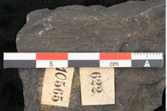 Foto (Detailansicht) von Equisetum ungeri Ettingshausen (NHMW-GEO-2024-0188-10565)